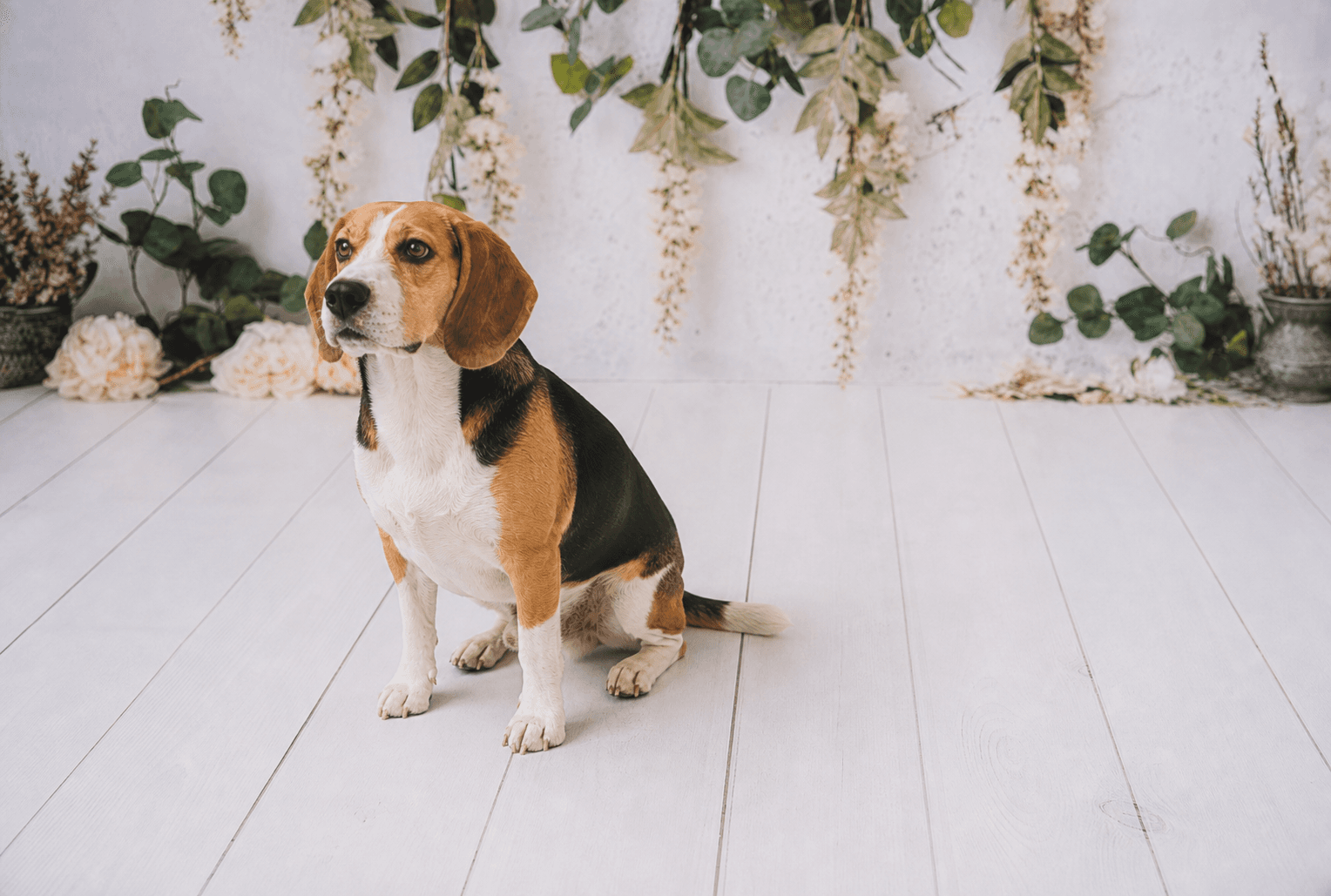 Beagle environmental portrait in the current Botanical Garden featured studio set